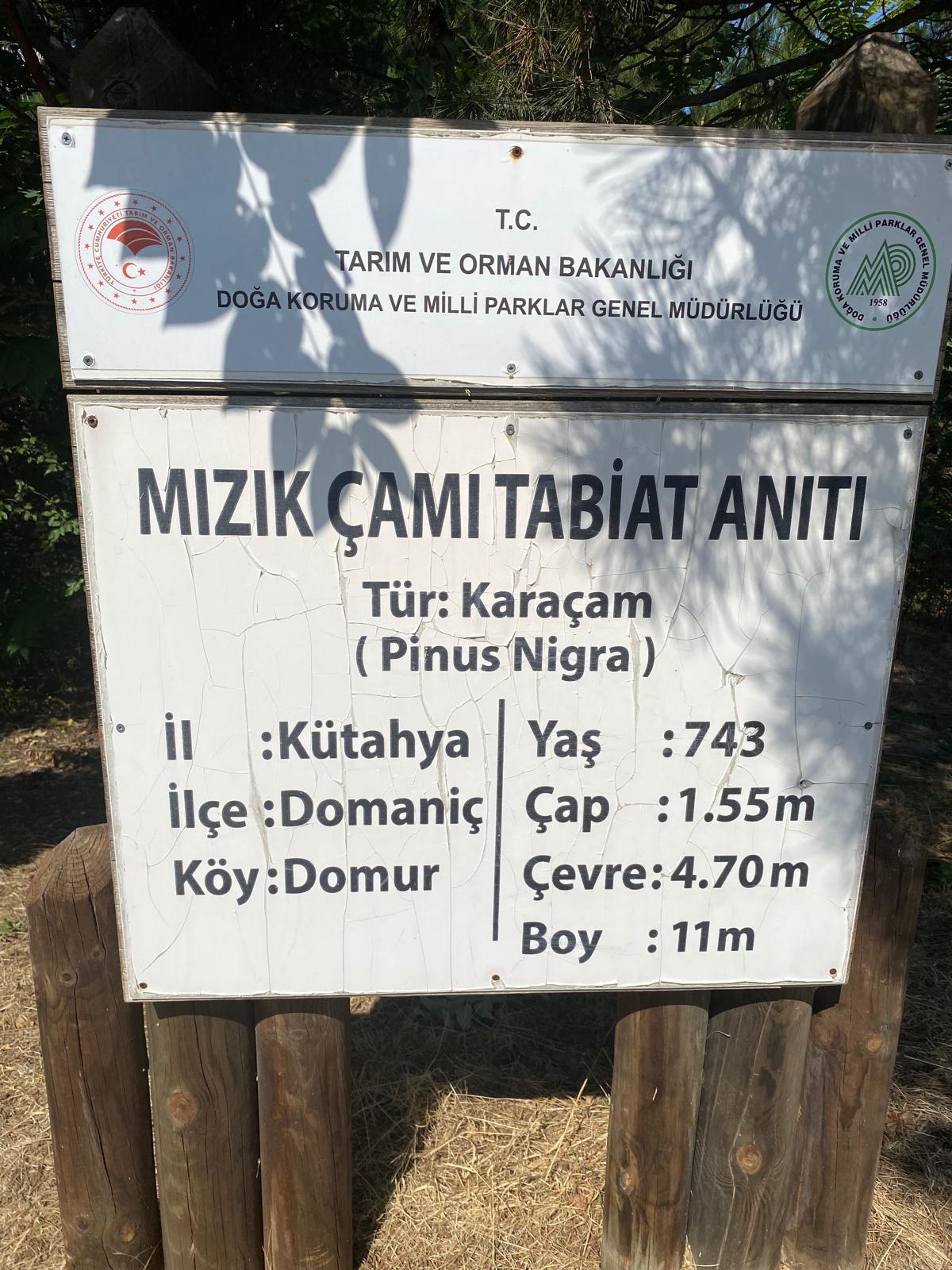 20.09.2024 Domaniç Beşik(Mızık) Çamı Ziyareti fotoğrafı 2